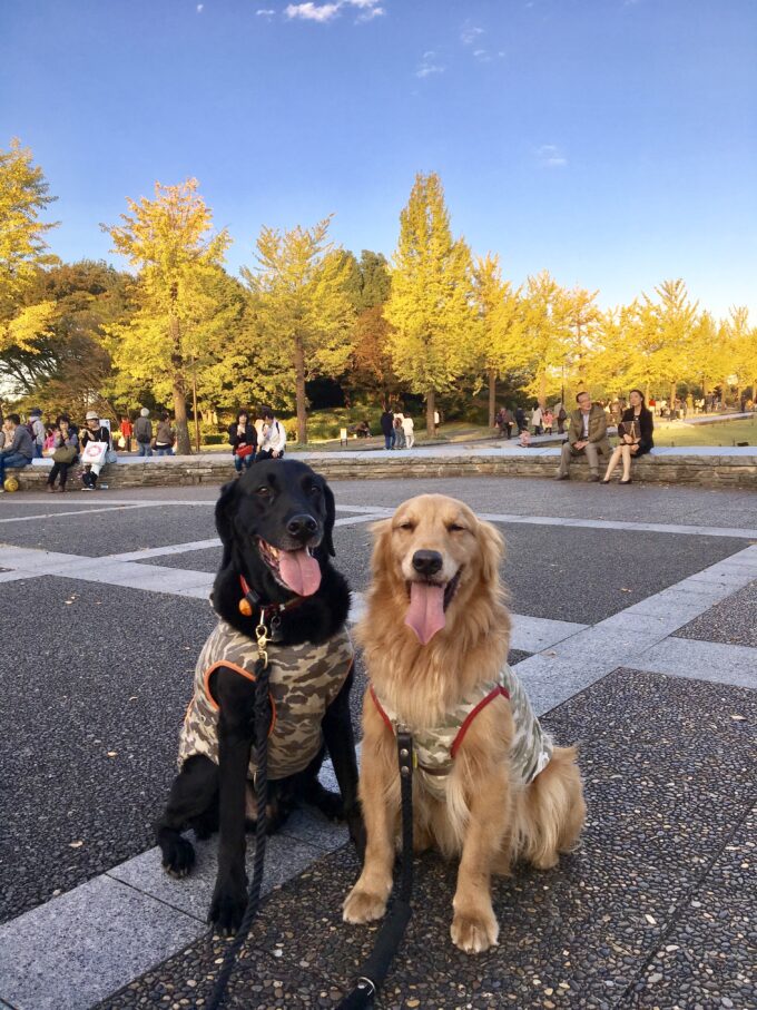 昭和記念公園銀杏並木