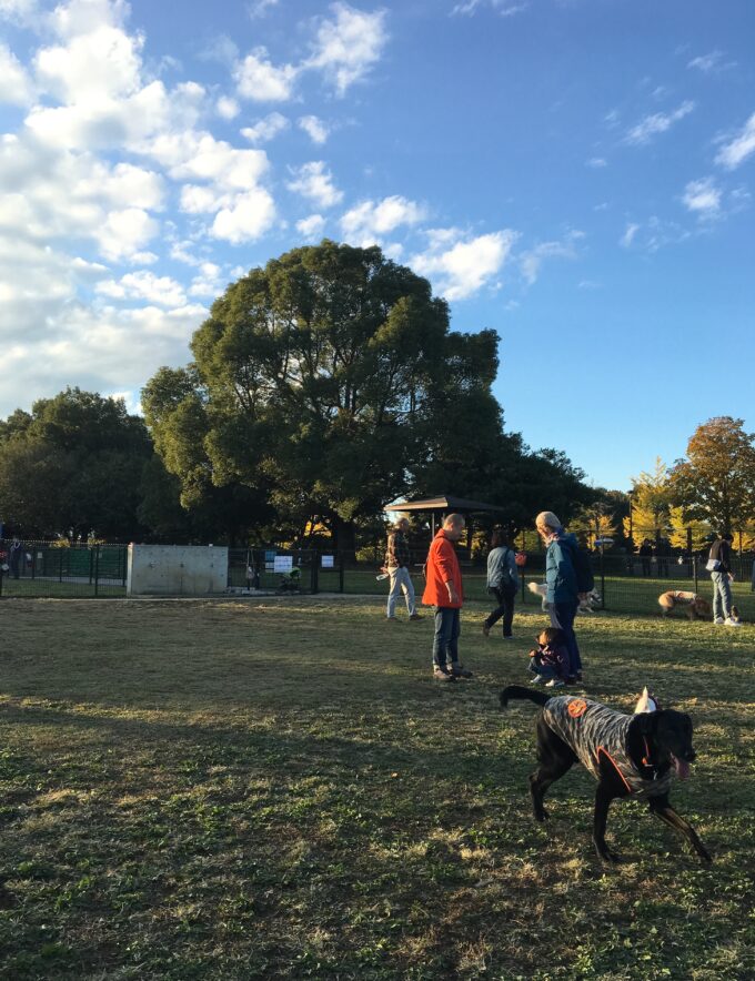 昭和記念公園ドッグラン